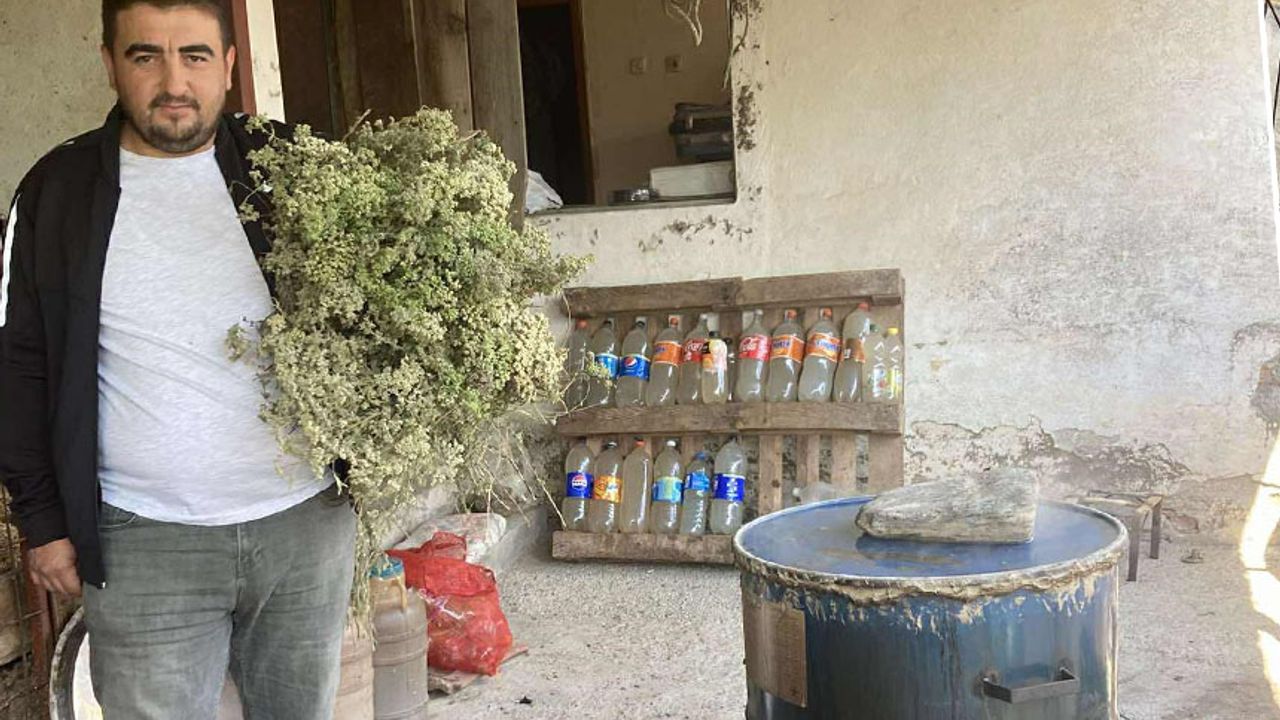 Aydın'da kekikler şifa için kaynatılmaya başlandı