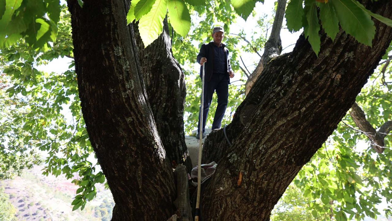 Aydın'ın dağlarında kestane sezonu sona erdi