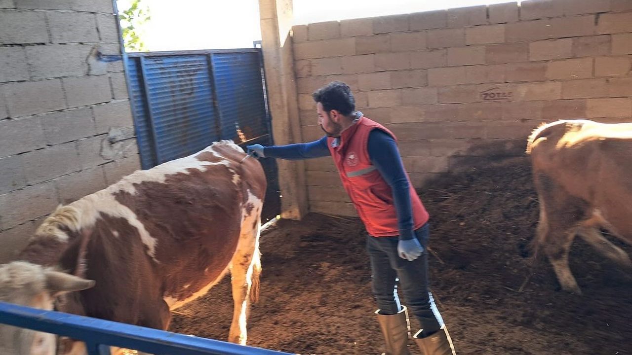 Büyükbaş hayvanlarda şap aşılaması sürüyor