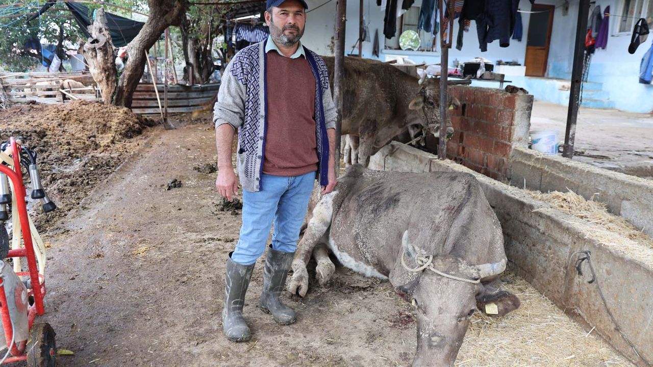 Hayvanları sele kapılan Aktaş: Adam boyu sel geldi