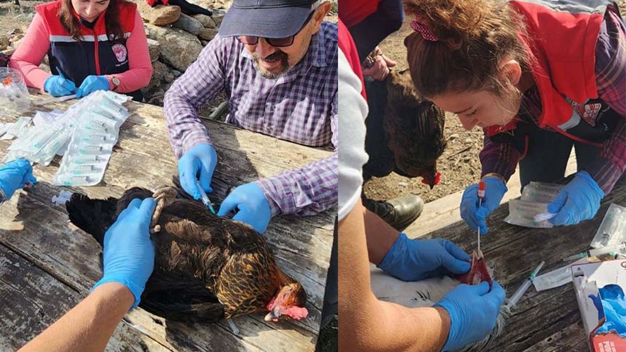Kırsal mahallelerdeki tavuklardan kuş gribi numunesi alındı