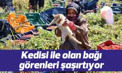 İşe bile kedisiyle geliyor