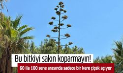 Sakın koparmayın, cezası 387 bin TL!