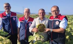 Aydın'da ayçiçeği hasadı öncesi üreticilere destek müjdesi