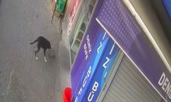 Beslediği köpek hırsız çıktı