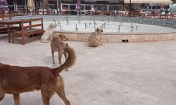 Aydın’da ‘sokak köpekleri sorunu’ büyüyor