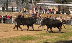 Güreşi kazanınca davul zurna eşliğinde oynadı