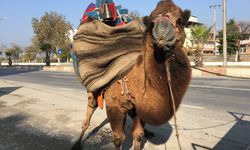 Güreşler için her gün 10 kilometre yürütülüyor