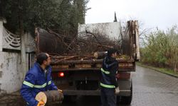 Nazilli’de devrilen ağaçlar yakacak olarak kullanılacak