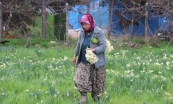 Karaburun'u nergis kokusu sardı