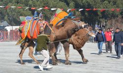 Efeler'de deve güreşi festivali coşkusu