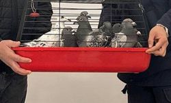 Postacı güvercinleri çaldılar, jandarmadan kaçamadılar