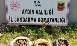 10 kilo salep toplarken yakalandılar