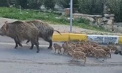 Domuz sürüsünün rahatlığı şaşırttı