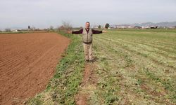 Herkesin tarlası yeşile büründü, onunki kahverengi kaldı