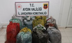 İzinsiz zeytin toplayan 11 şüpheli yakalandı