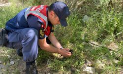 Yavru kargaya jandarma şefkati