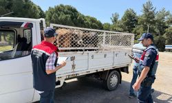 Canlı hayvan nakil araçları denetlendi