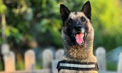Kahraman köpek 'Bob' öldü
