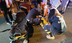 Domuz sürüsüne çarpan motosiklet sürücüsü ağır yaralandı