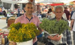 Sarı Kantaron Tezgahlarda Yerini Aldı.. Şifalı Ot Pazarda Gözde Oldu