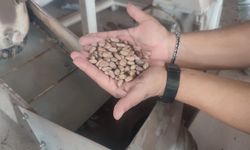 Aydın Çam Fıstığı dünya çapında güçleniyor