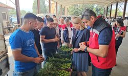 Nazilli'de kaliteli incir için kaliteli ilek denetimleri sürüyor