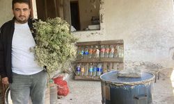 Aydın'da kekikler şifa için kaynatılmaya başlandı