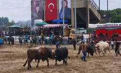 Sultanhisar’da Boğa Güreşleri Nefes Kesti.. 100 Baş Boğa Arenada Kıyasıya Mücadele Etti