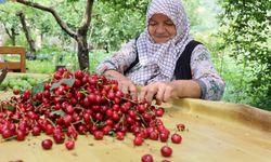 Zirai don kirazı vurdu, geçen yıla göre 61 bin ton ihracat kaybı yaşandı