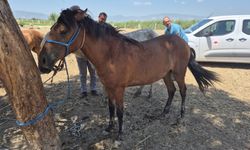 Tek tırnaklı hayvanlara ruam taraması yapıldı