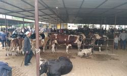 Aydın’da hayvan pazarları şap hastalığı tedbirleri kapsamında kapatıldı