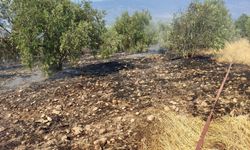 Zeytinlikte çıkan yangın hızlı müdahale ile söndürüldü