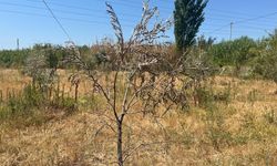 İkizdere Barajı'ndan su bırakılmadı, ağaçlar kurudu