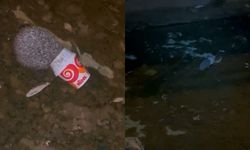 Dondurma kutusuna kafası sıkışan kirpiyi itfaiye kurtardı