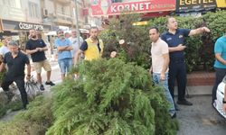 Aydın’da ağaç aracın üstüne devrildi