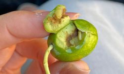 Nazilli İlçe Tarım’dan zeytin sineğine karşı ilaçlama çağrısı