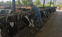 Hastalıktan ari işletmelerde kontroller sürüyor