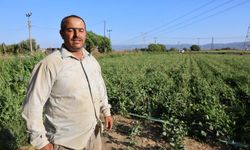 Aydın'da su kıtlığı çiftçilerin mesai saatlerini değiştirdi