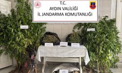 Jandarmadan uyuşturucu operasyonu: 12 şüpheli yakalandı