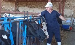 Nazilli’de şap hastalığına karşı aşılama çalışmaları sürüyor