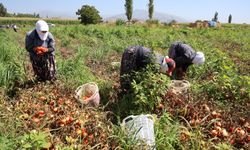 Domates işçileri çöl sıcaklarında saati 250 TL'ye ter döküyor