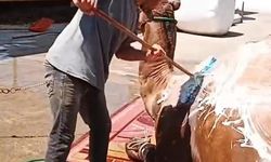 Aydın’da çöl sıcaklarından olumsuz etkilenen develer yıkamaya alındı