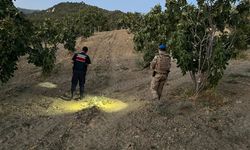 Jandarma incir hırsızlarına geçit vermiyor