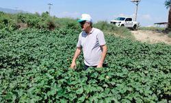 Pamuk tarlalarındaki verim umut veriyor