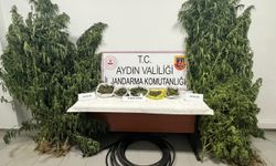 Kestane bahçesinde kenevir yetiştiren şüpheli yakalandı