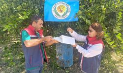 Aydın’da Akdeniz meyve sineği ile mücadele başladı