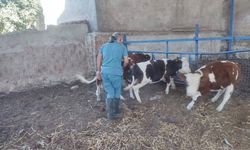 Hayvan sağlığı için aşılama çalışmaları devam ediyor
