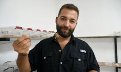Aydın'da 750 akrepten 4 ayda 4 bin yavru elde etti