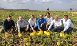 Asırlık miras Acıpayam kavunu tescillendi